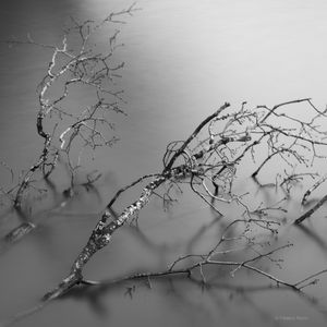 Branches on Silk