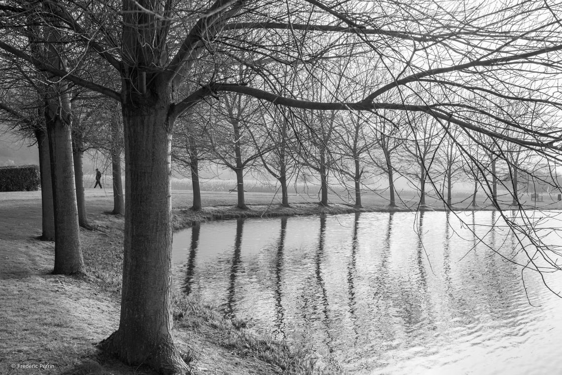 Trees & Reflections