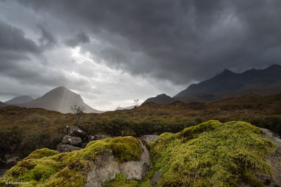 The Tree Amongst the Cuillin Hills