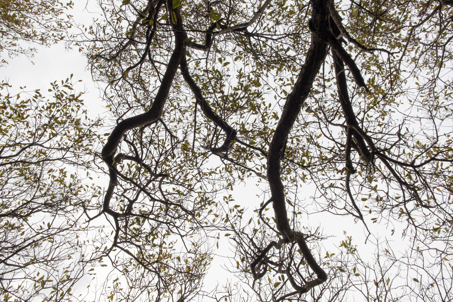 Trees on the Shore