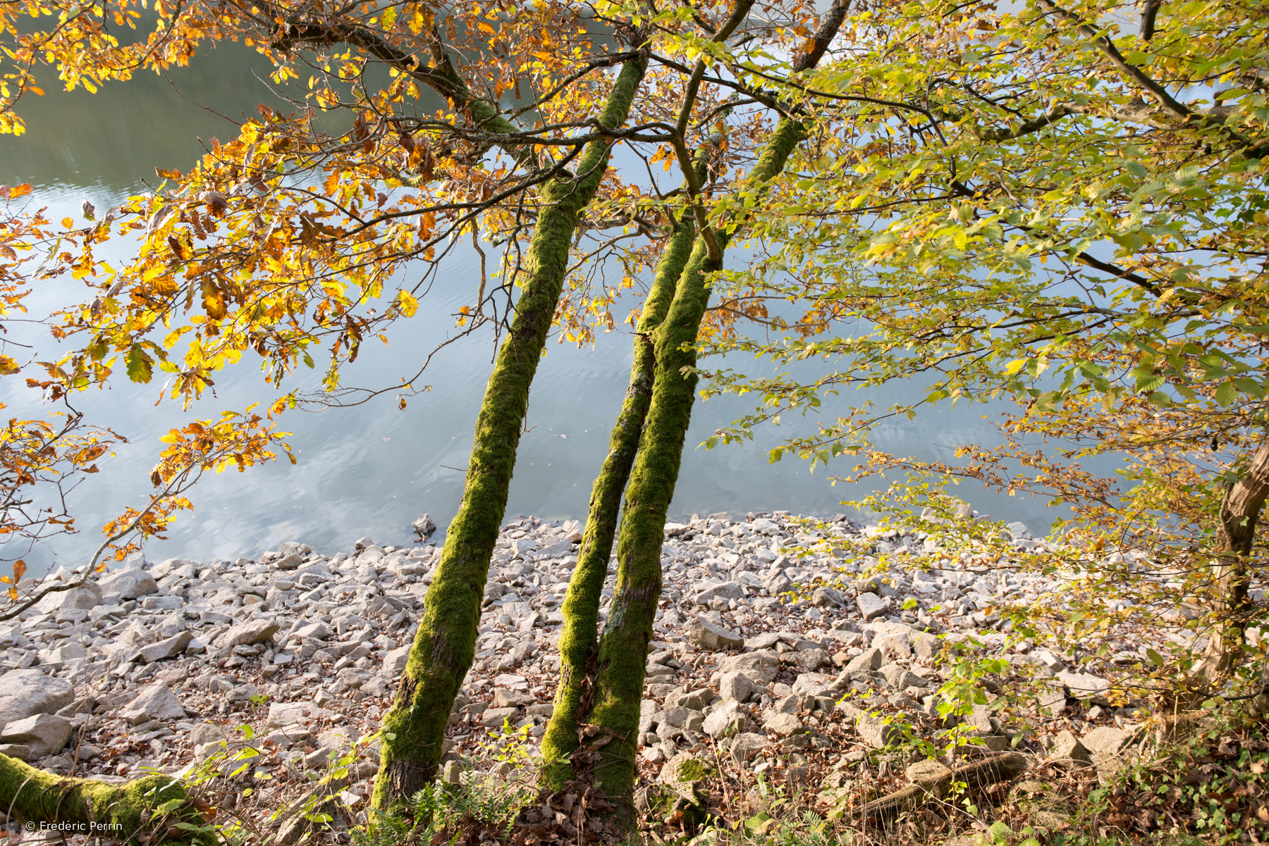 Three Trees