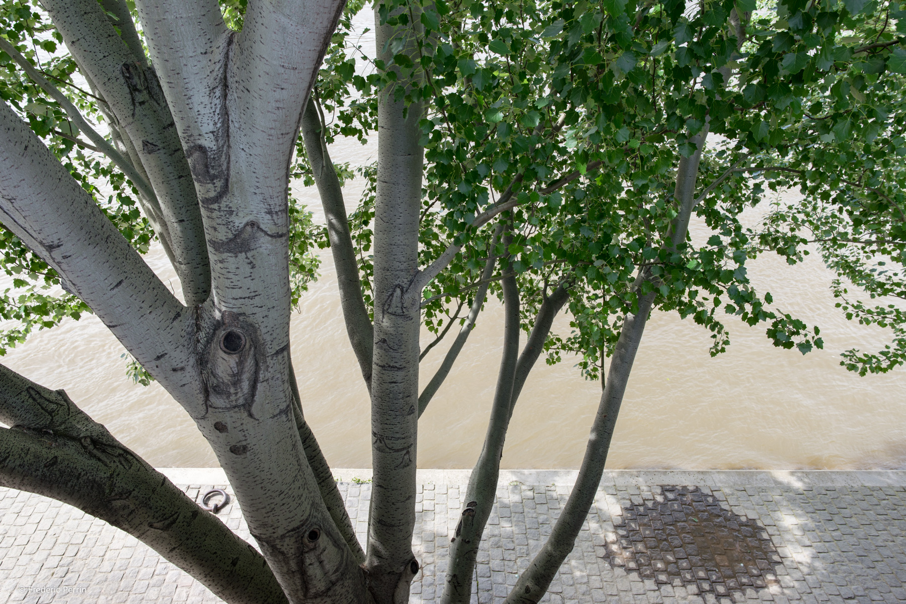 A Tree and a Puddle