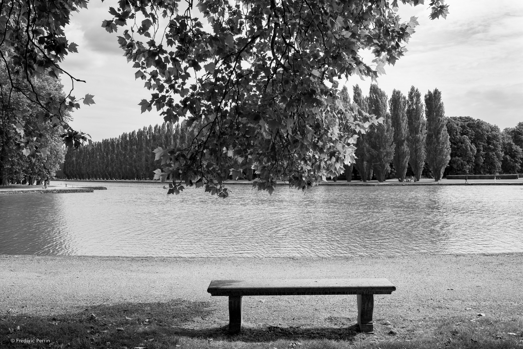 A Tree on a Bench