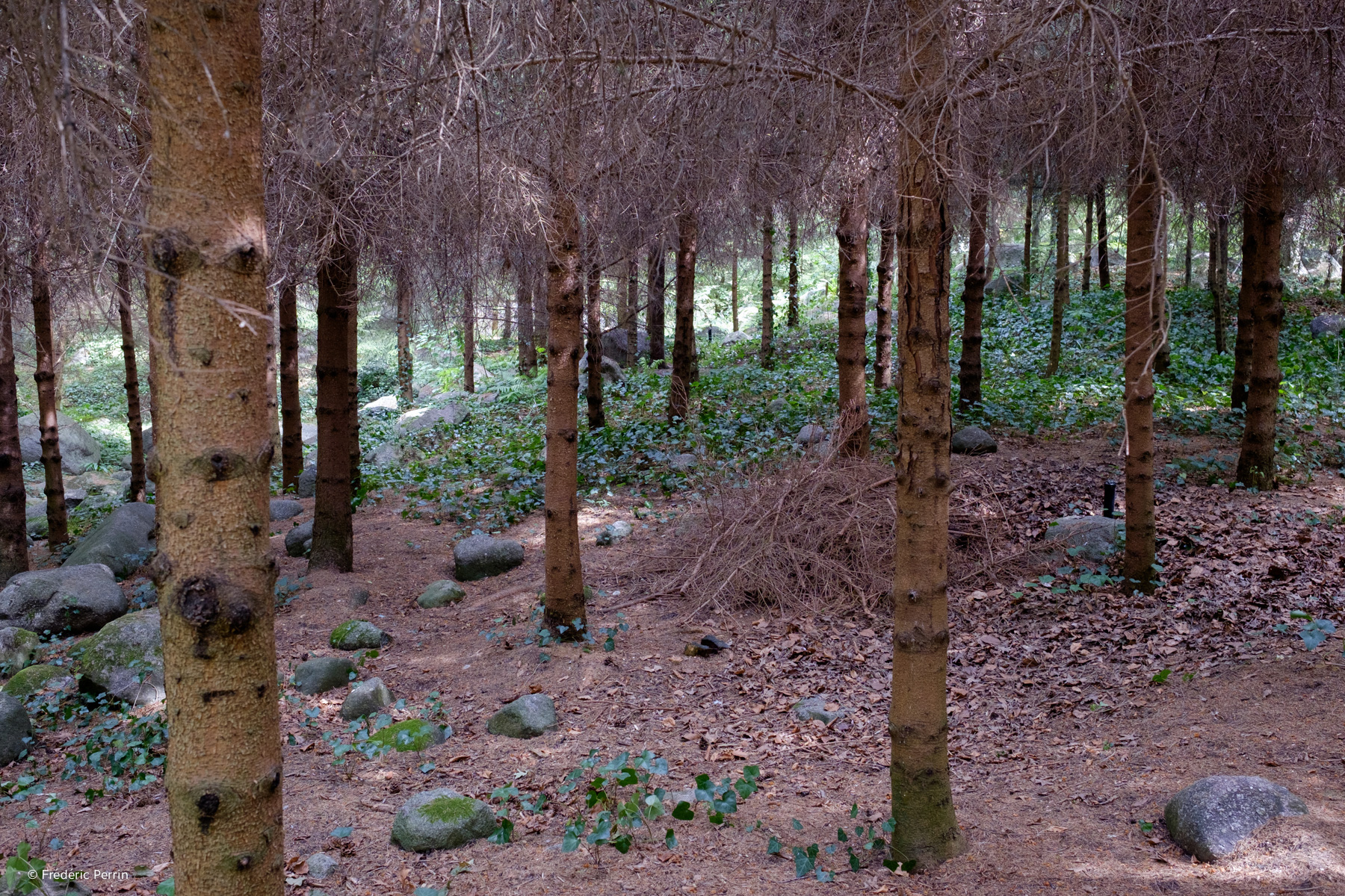 A Forest in Paris