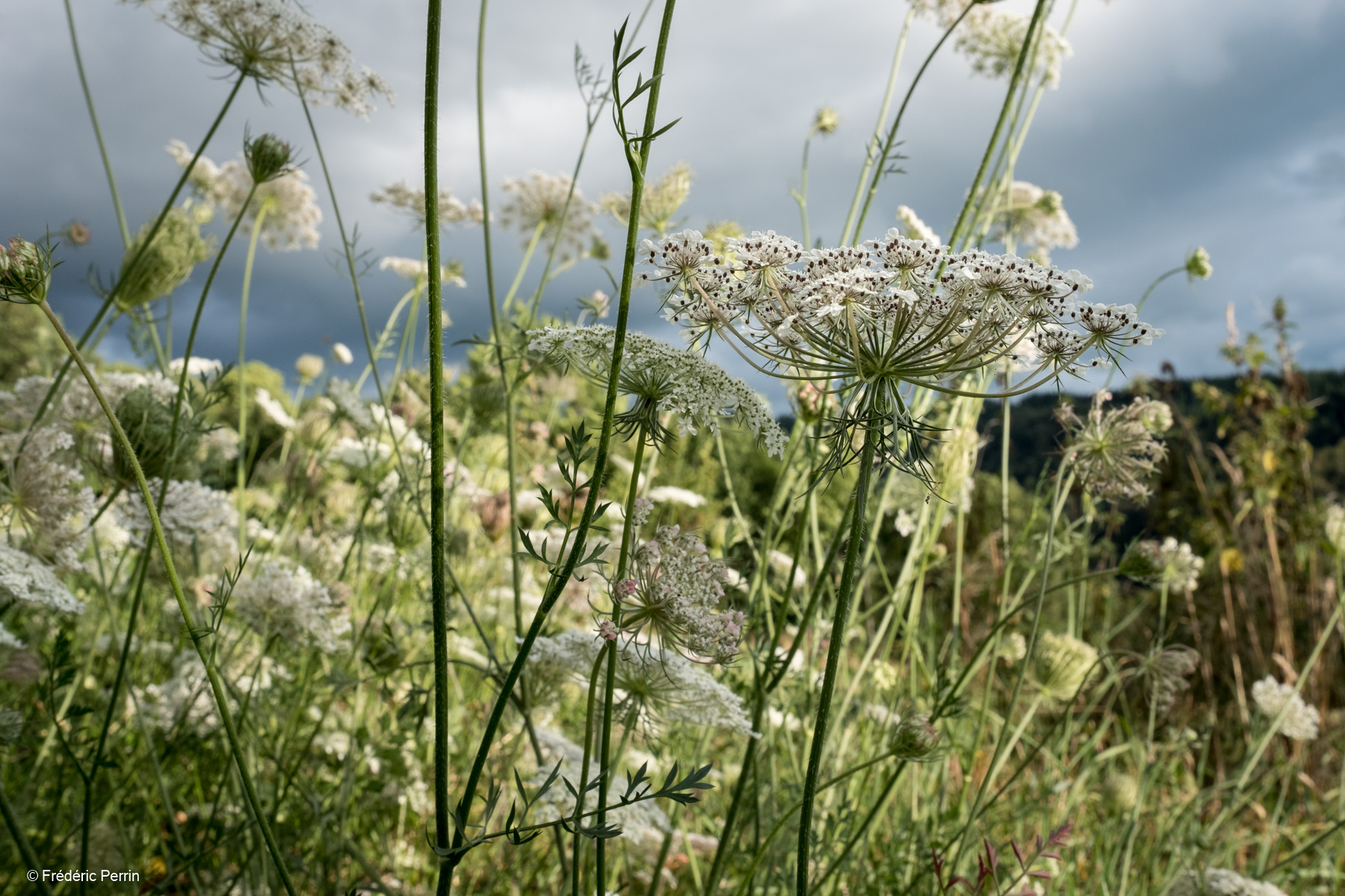 Wild Grasses