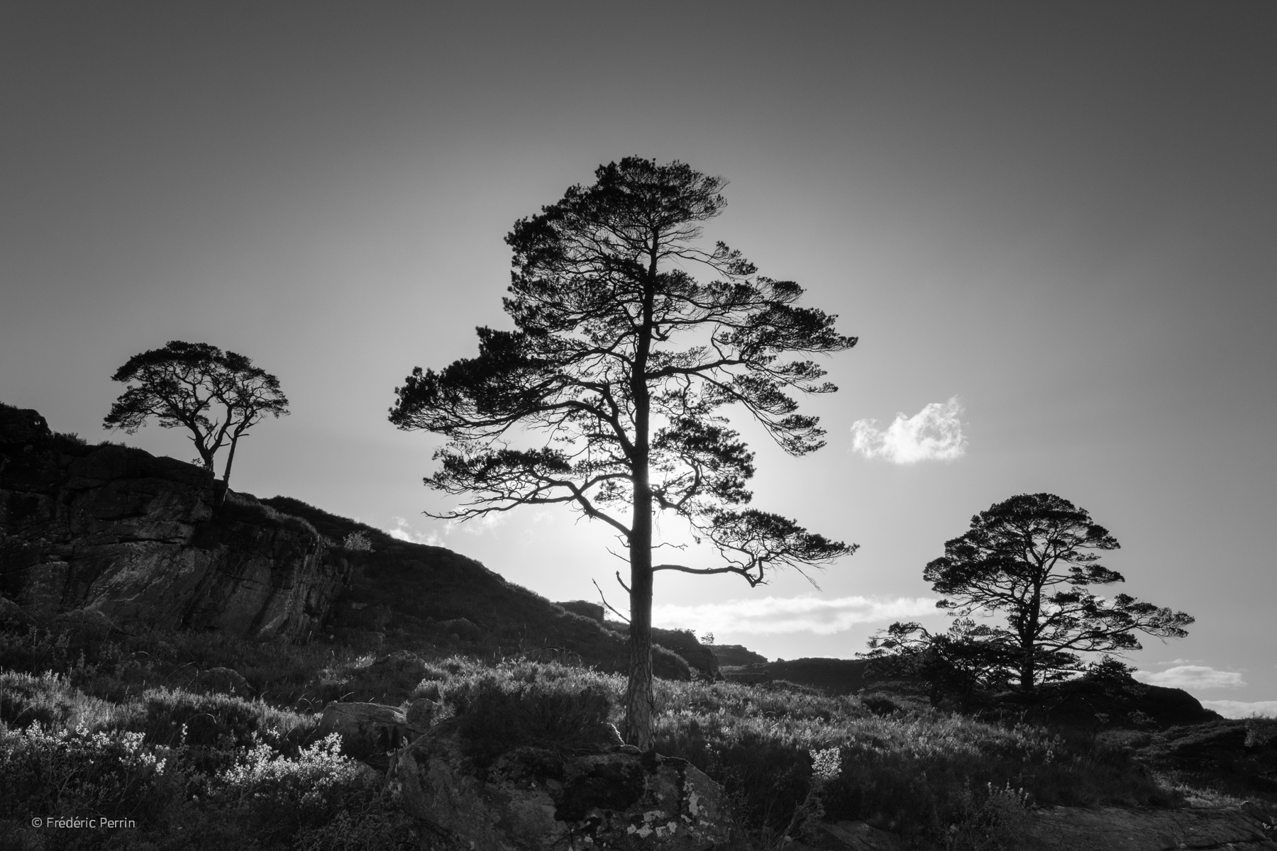 Three Trees & One Cloud