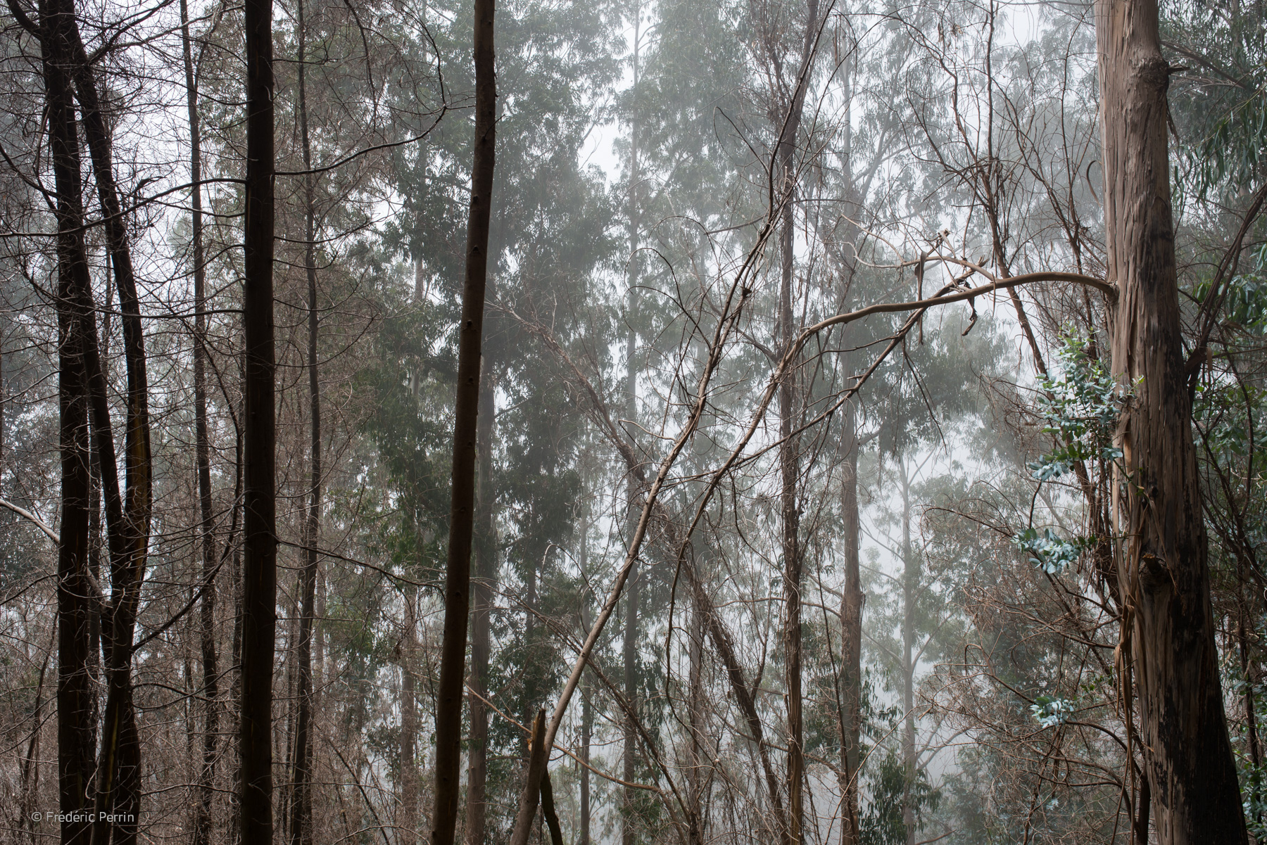 Eucalyptus Forest