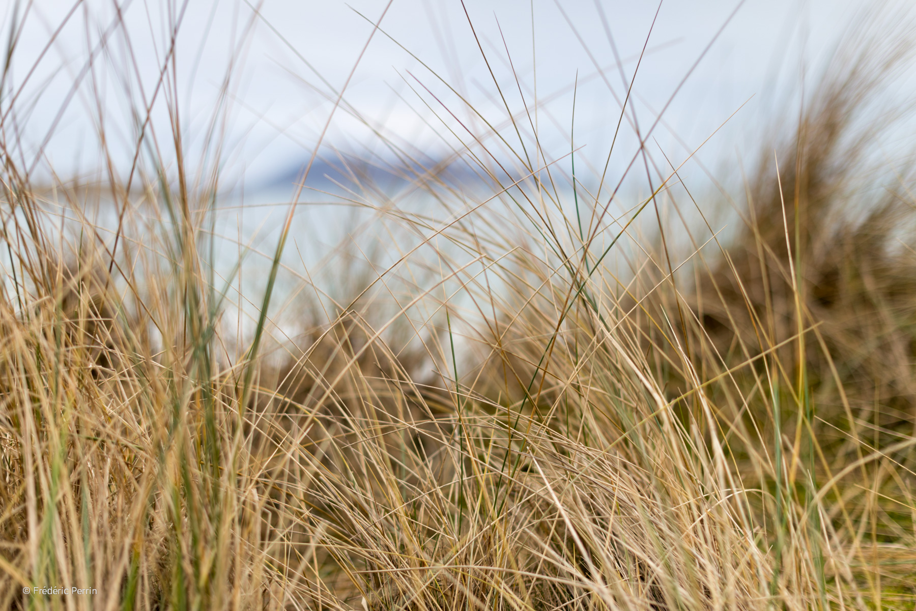 Through the Dunes