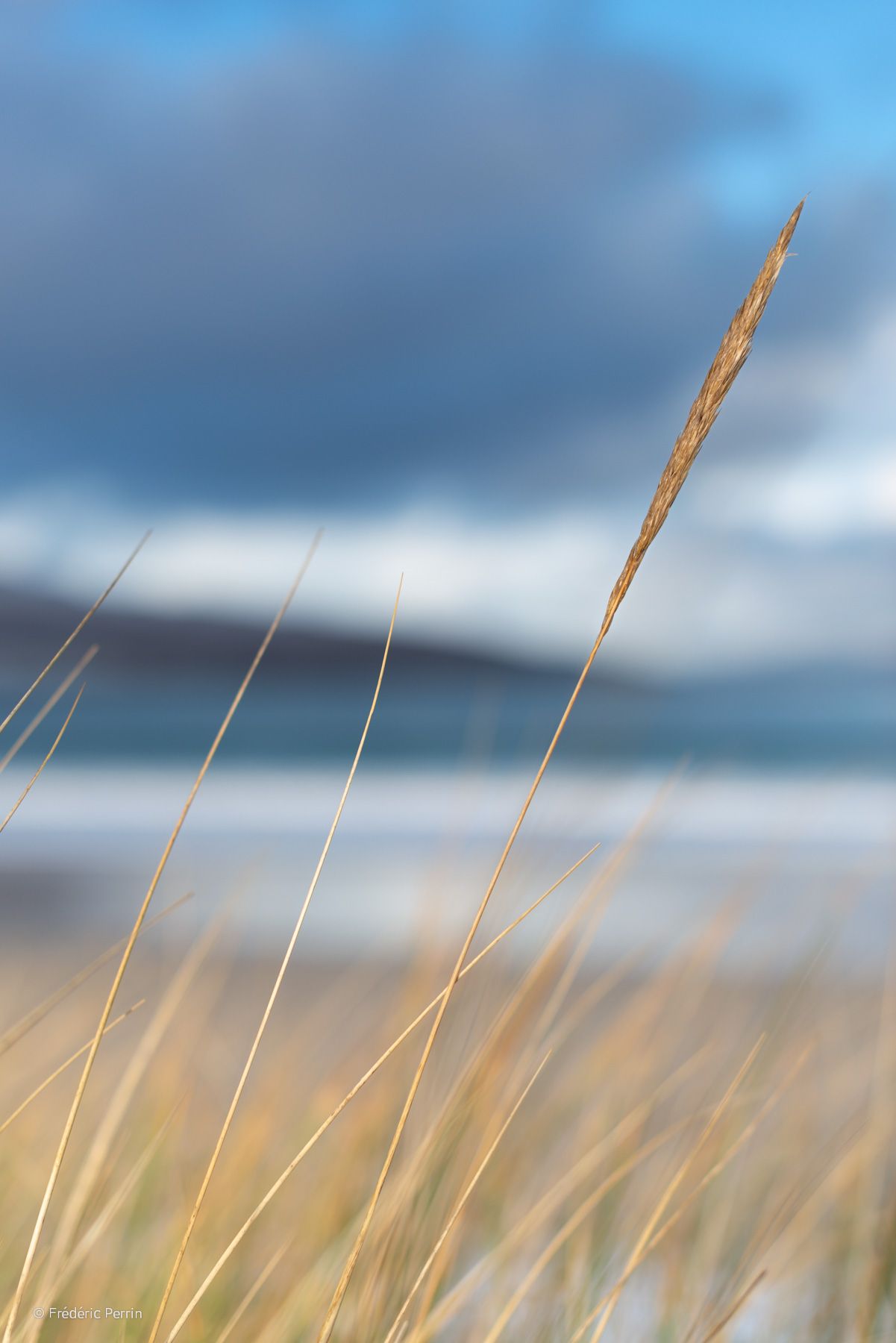 Sand Dune Vegetation