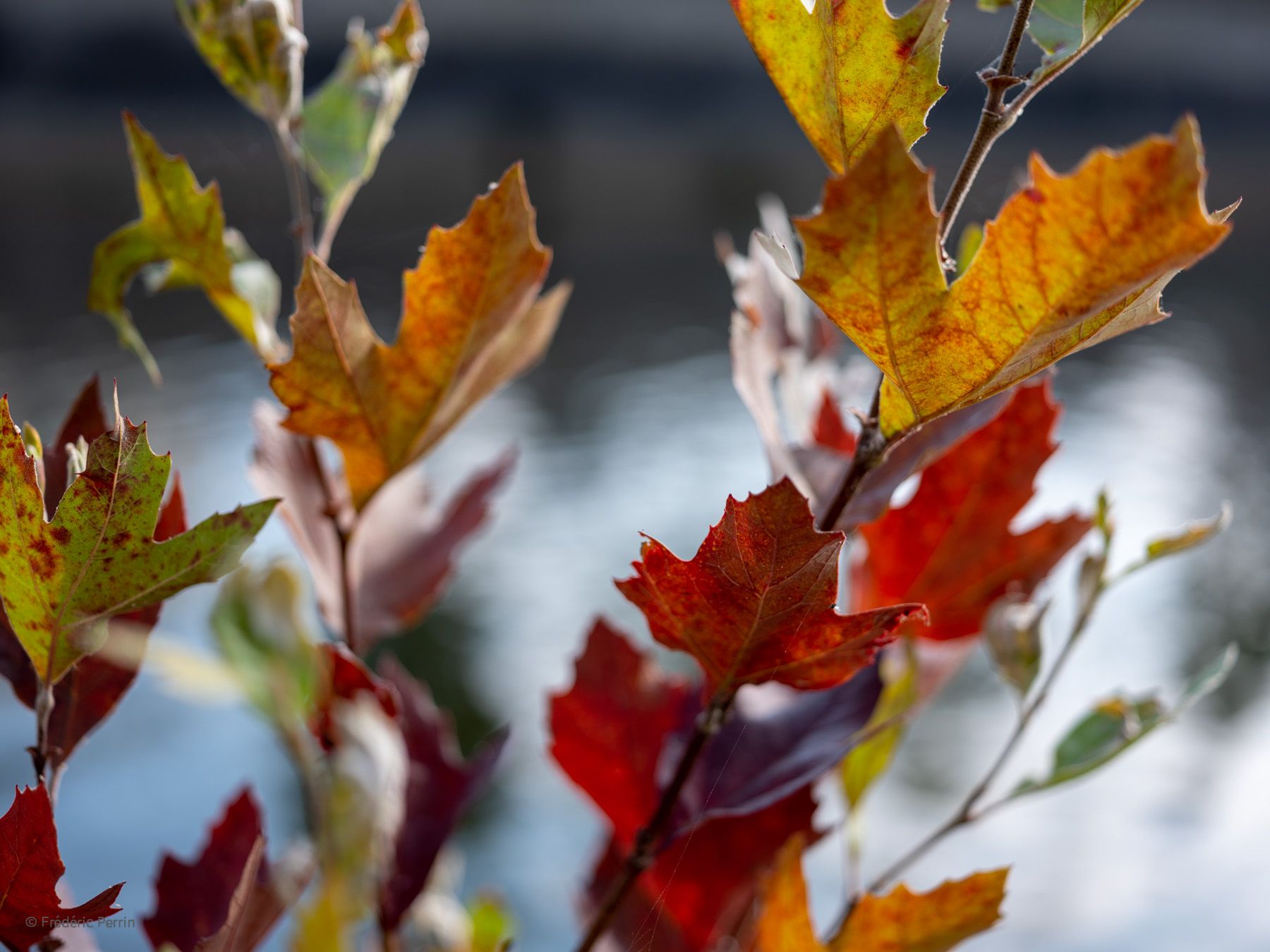 Déjà l’automne II