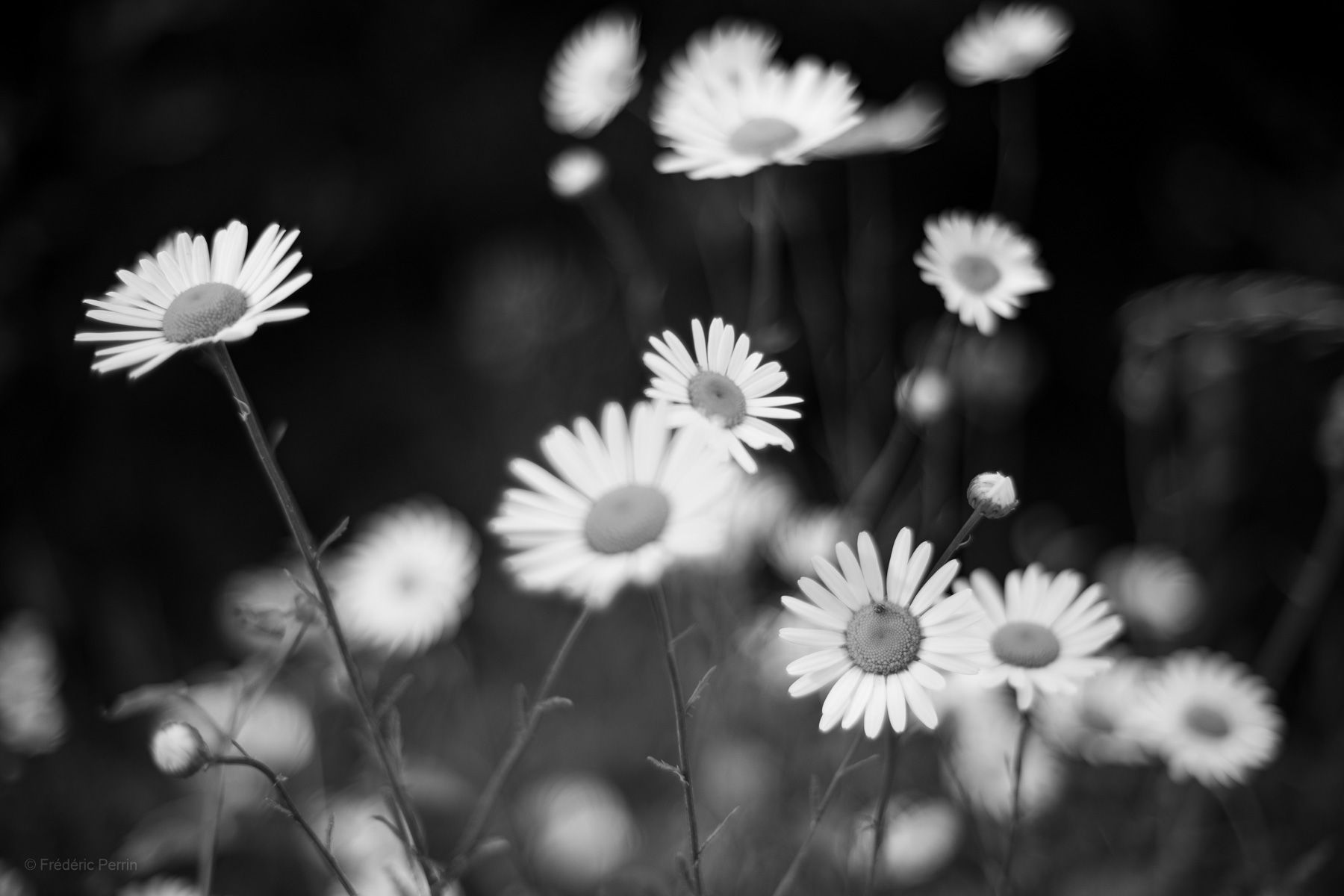 Marguerites floues, pensées vagues