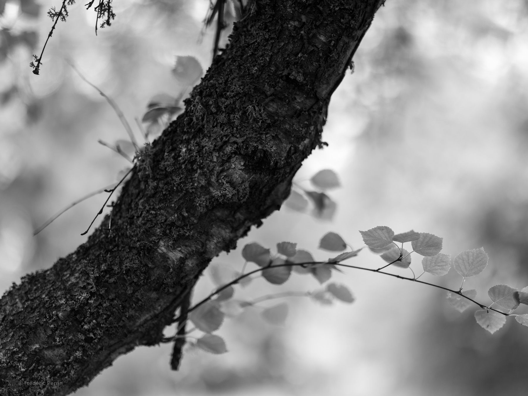 Portrait d’un arbre