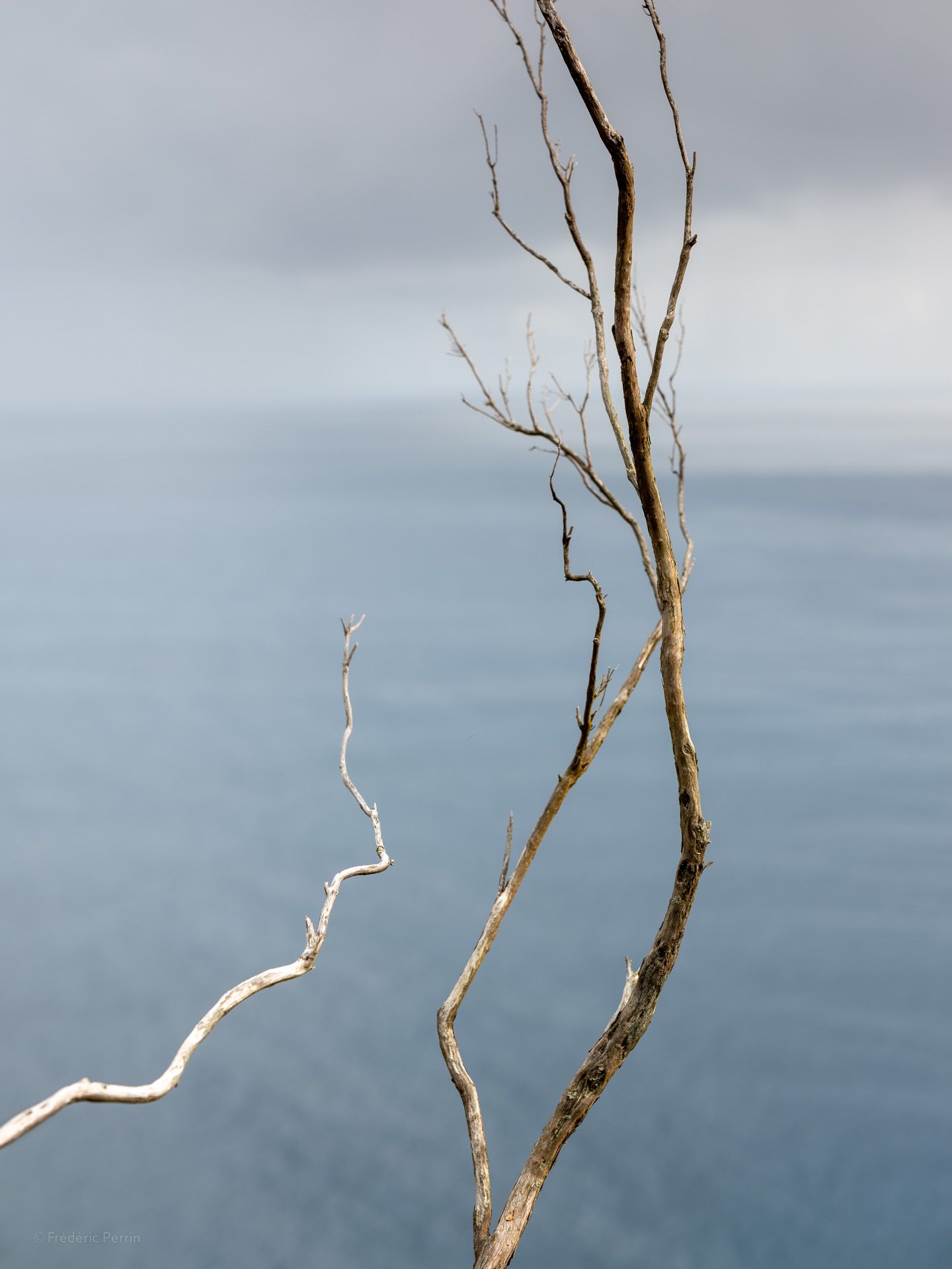 Des branches, puis l’océan