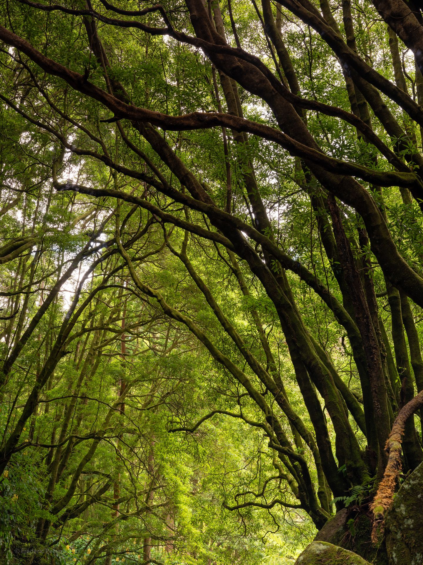 L’arche des arbres