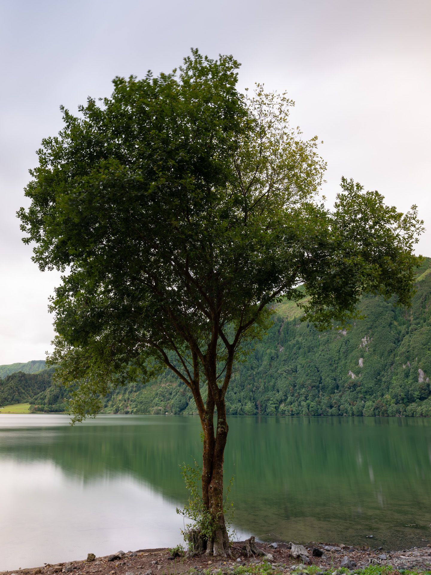 L’arbre émeraude