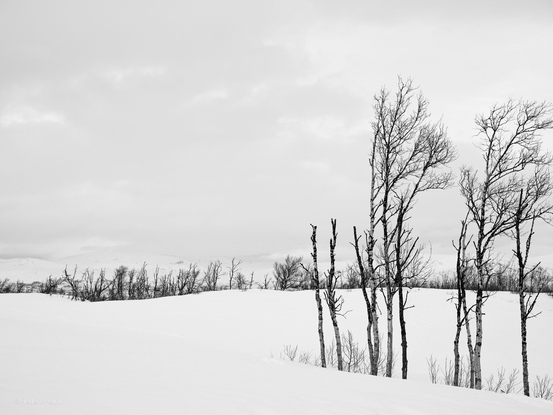 Dix arbres, puis d’autres