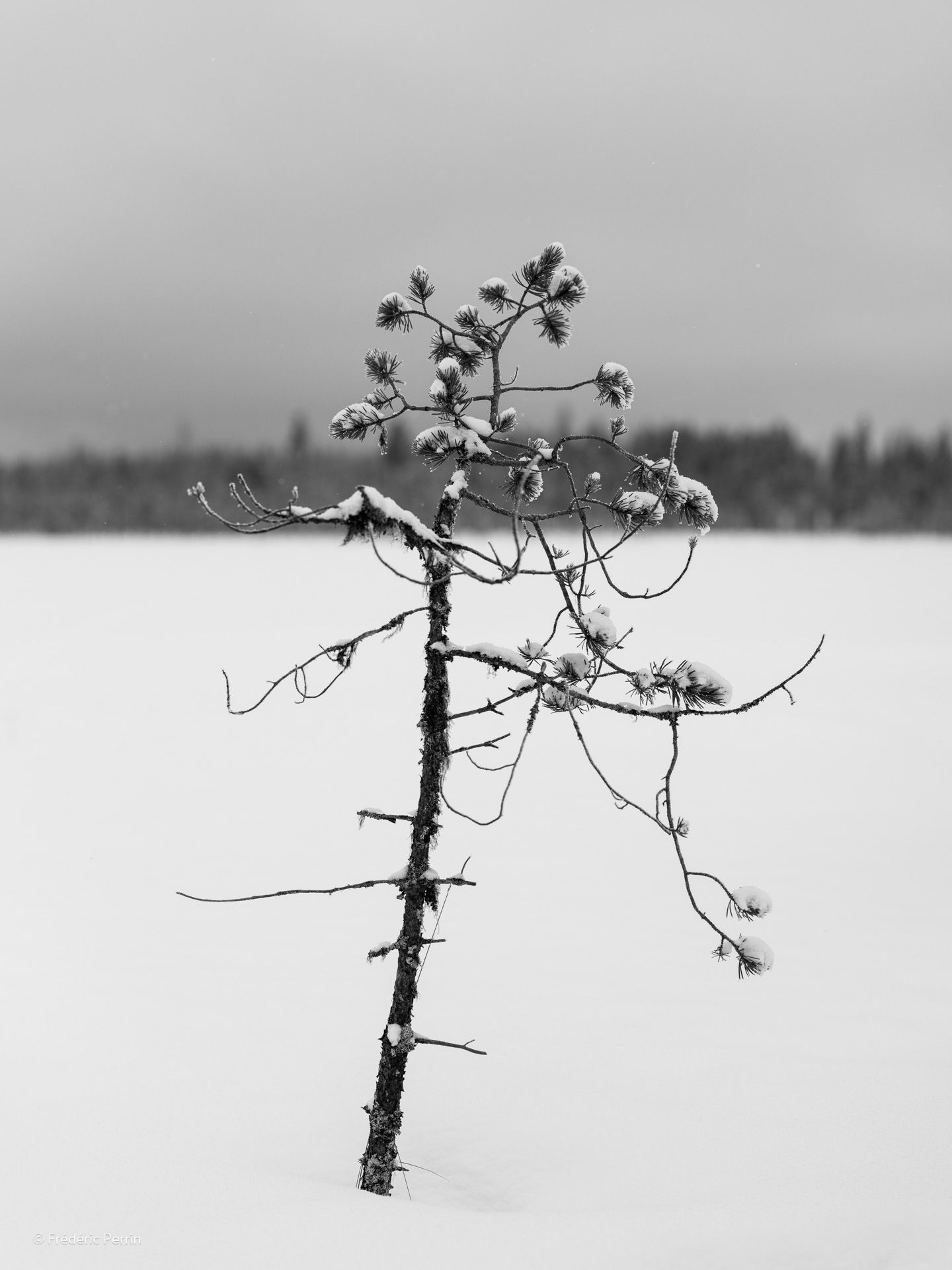 Un arbre en idéogramme