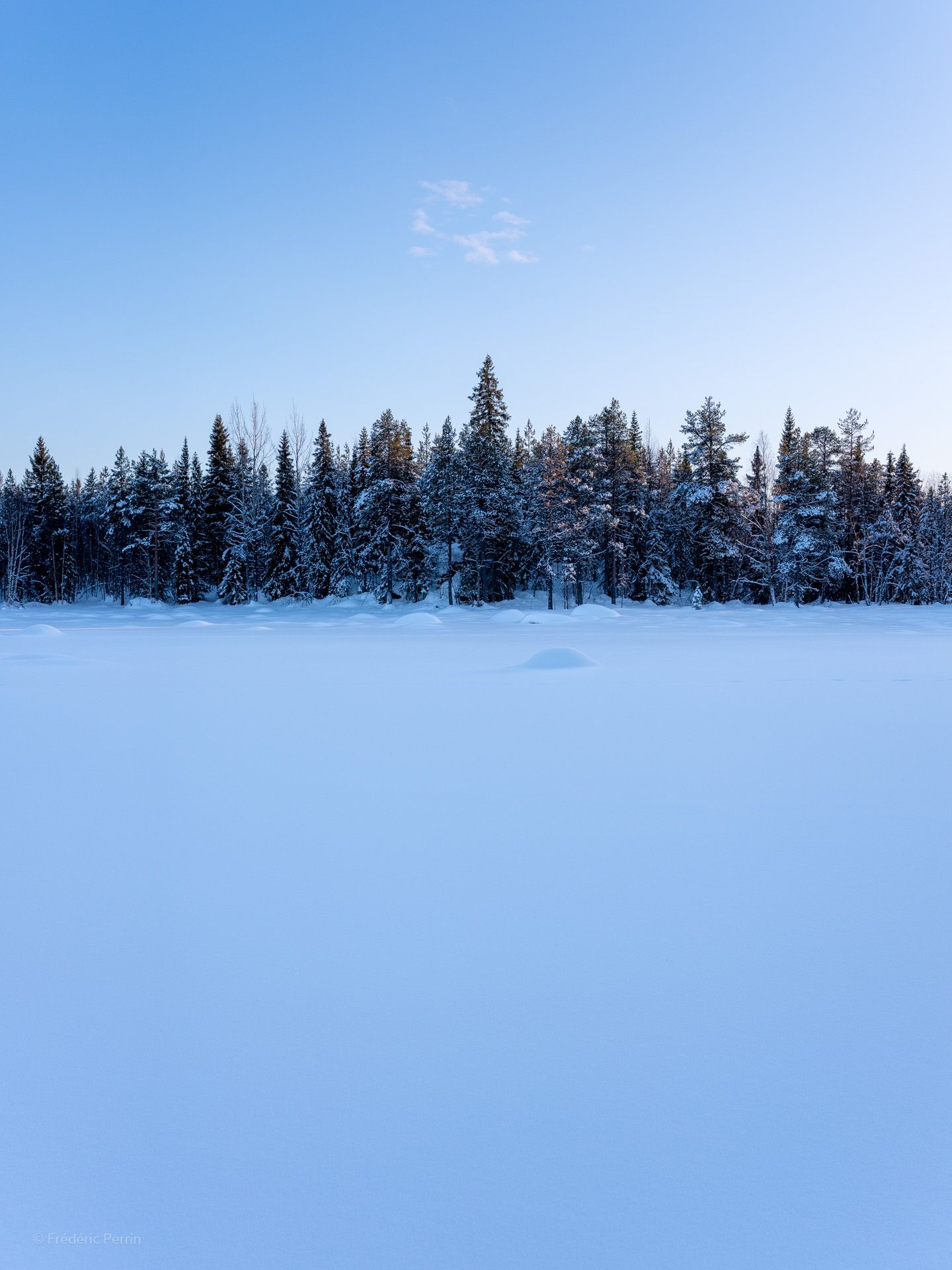 Des arbres et du bleu