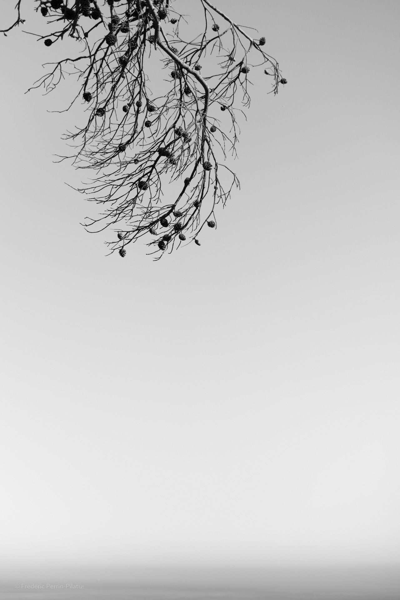 Branches et horizon