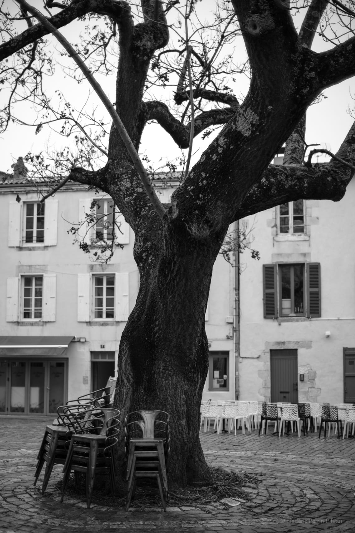 L’arbre en ville