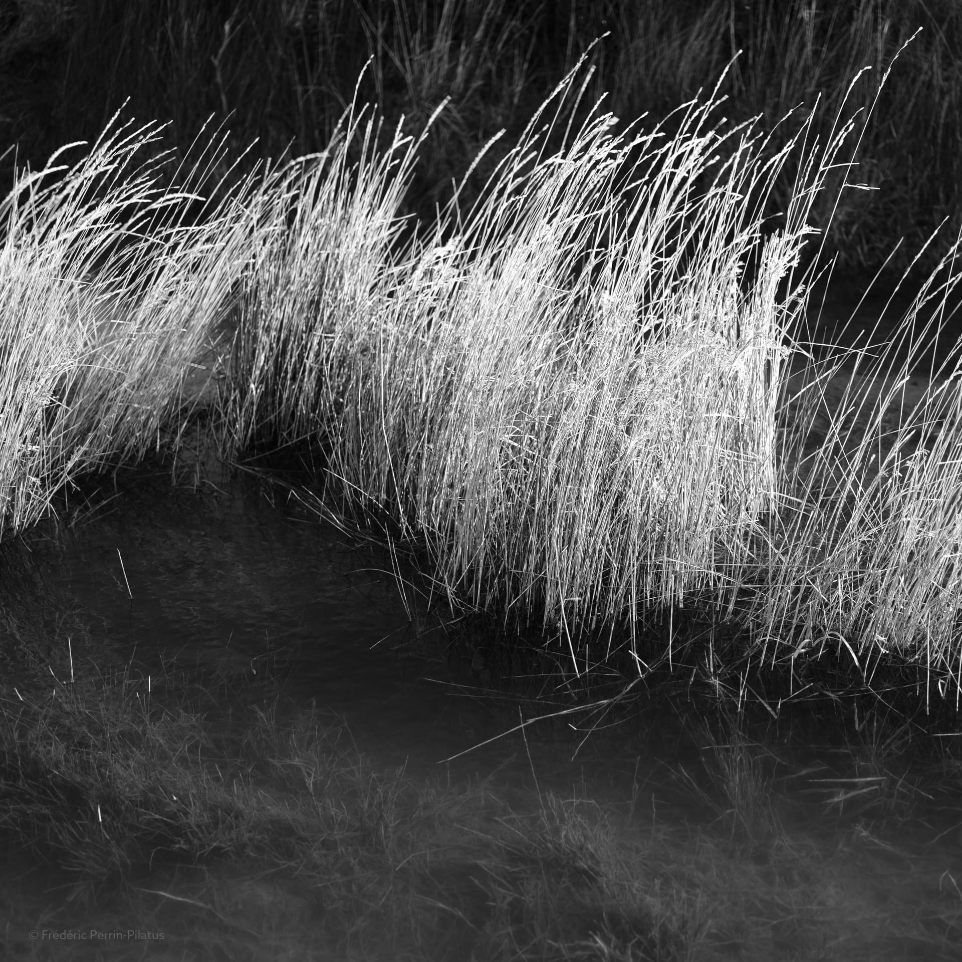 Herbes dans l’eau