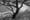 Mediterranean Tree