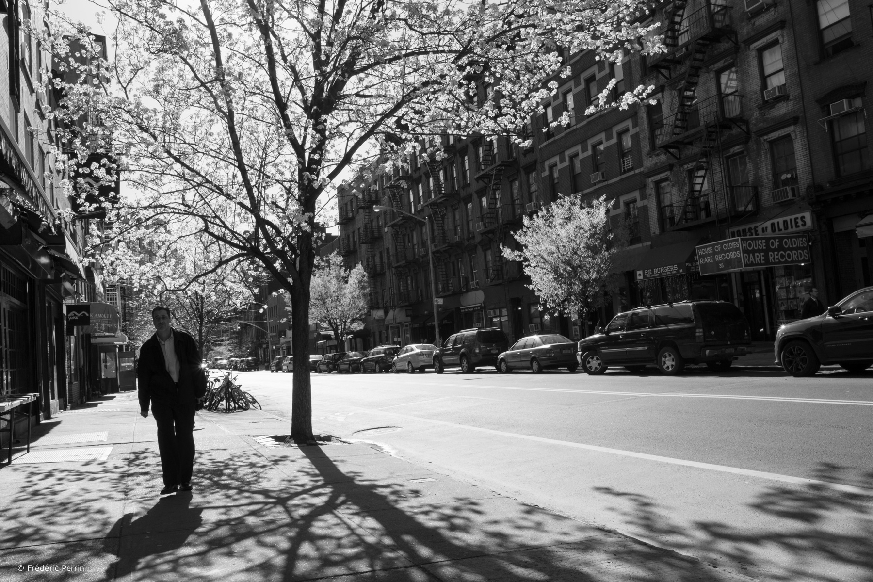 Blooming Trees on Carmine Street