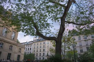 Trees Of Paris