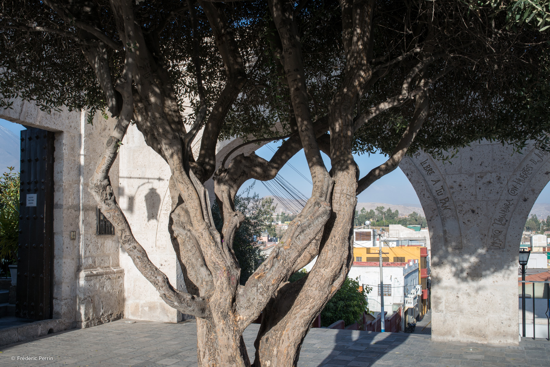 Tree of Yanahuara