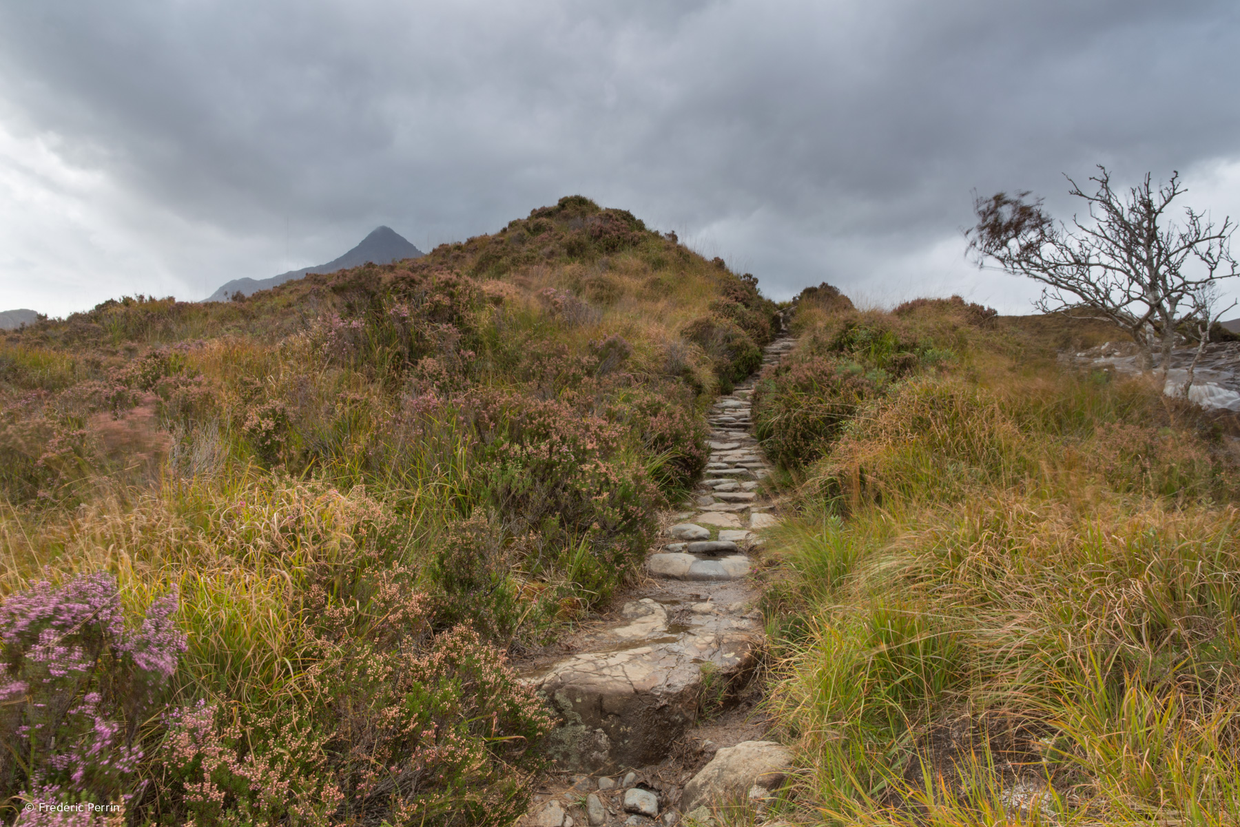 Through the Moorland