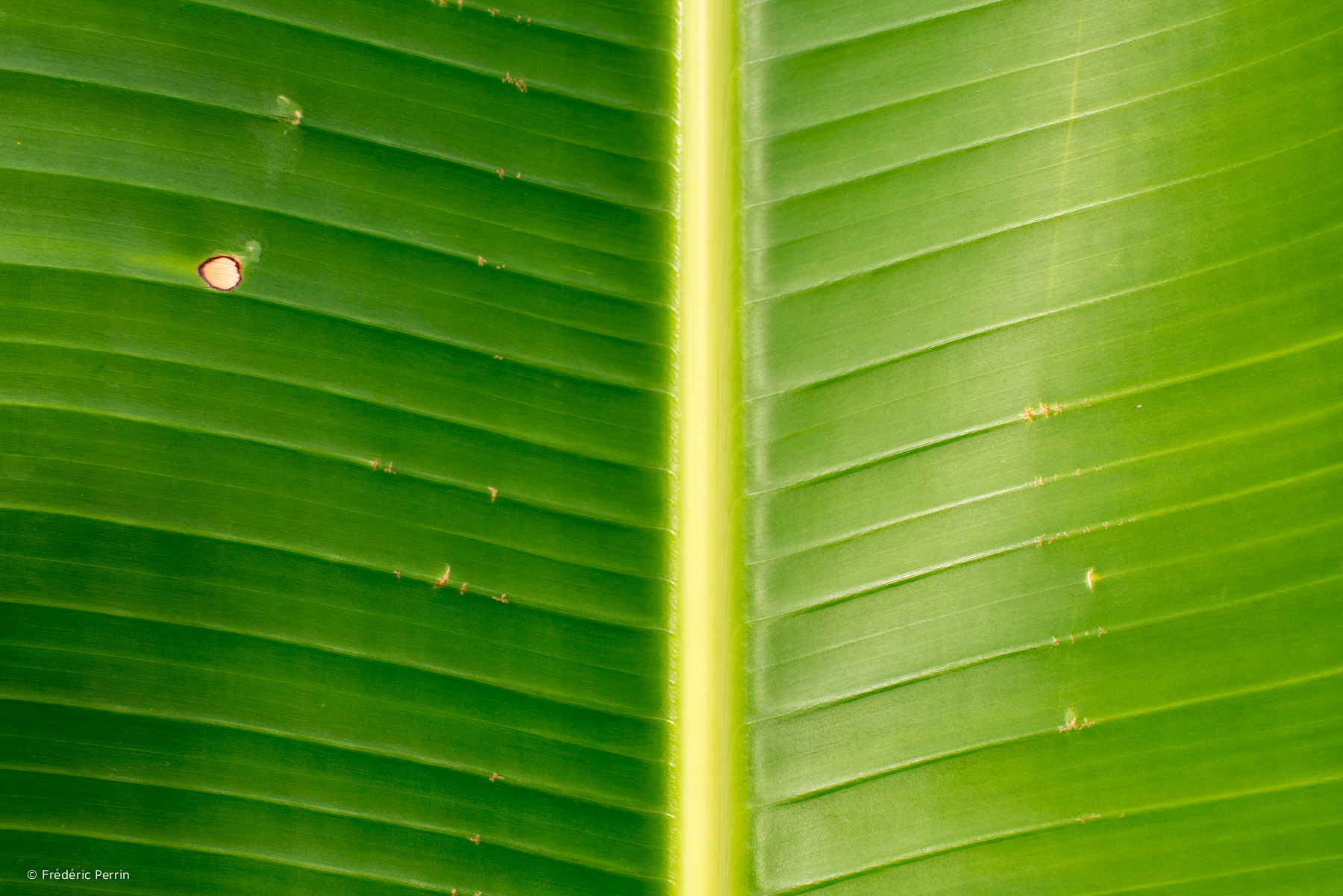 Green House