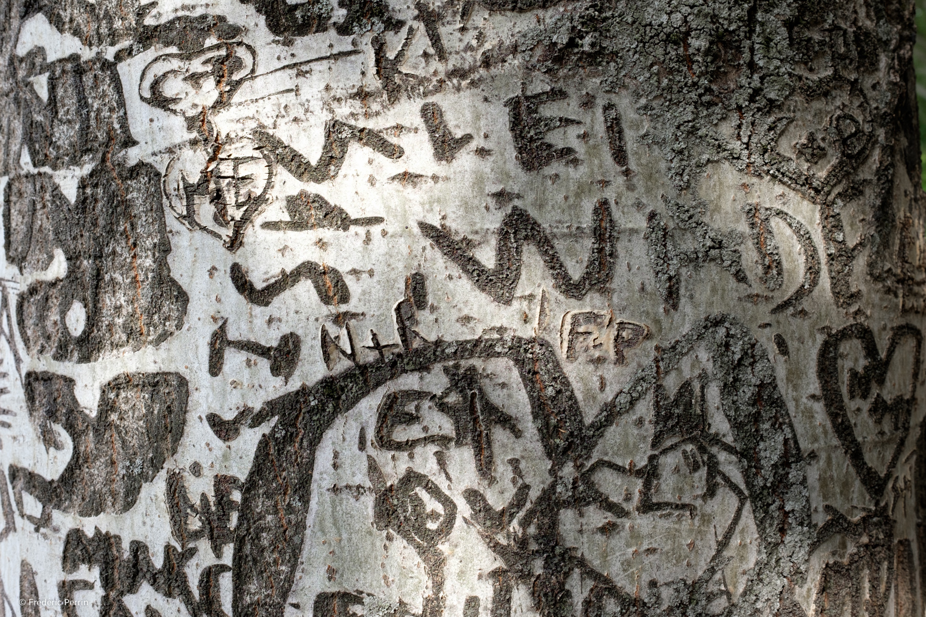 Writing on Trees