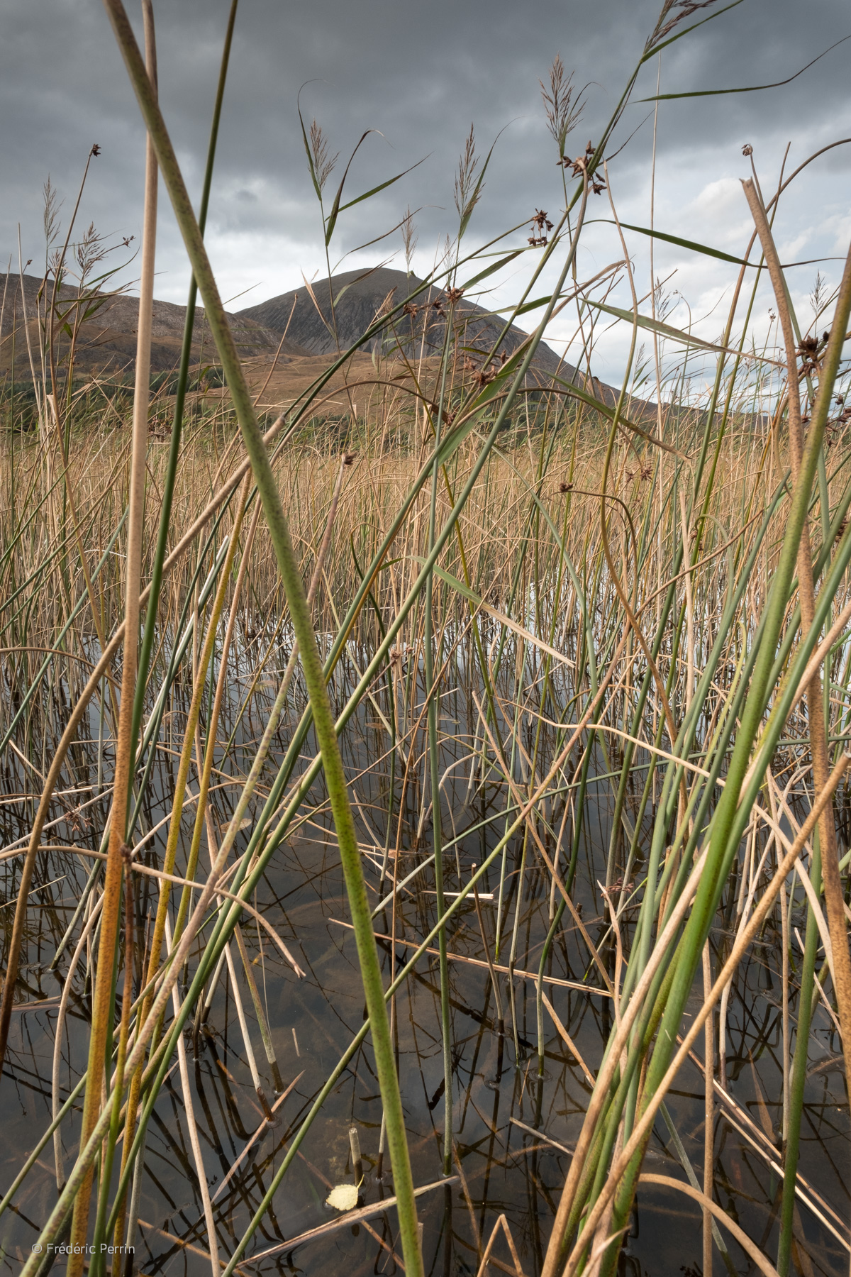 Sunlit Reeds