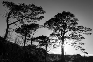 Scots Pines