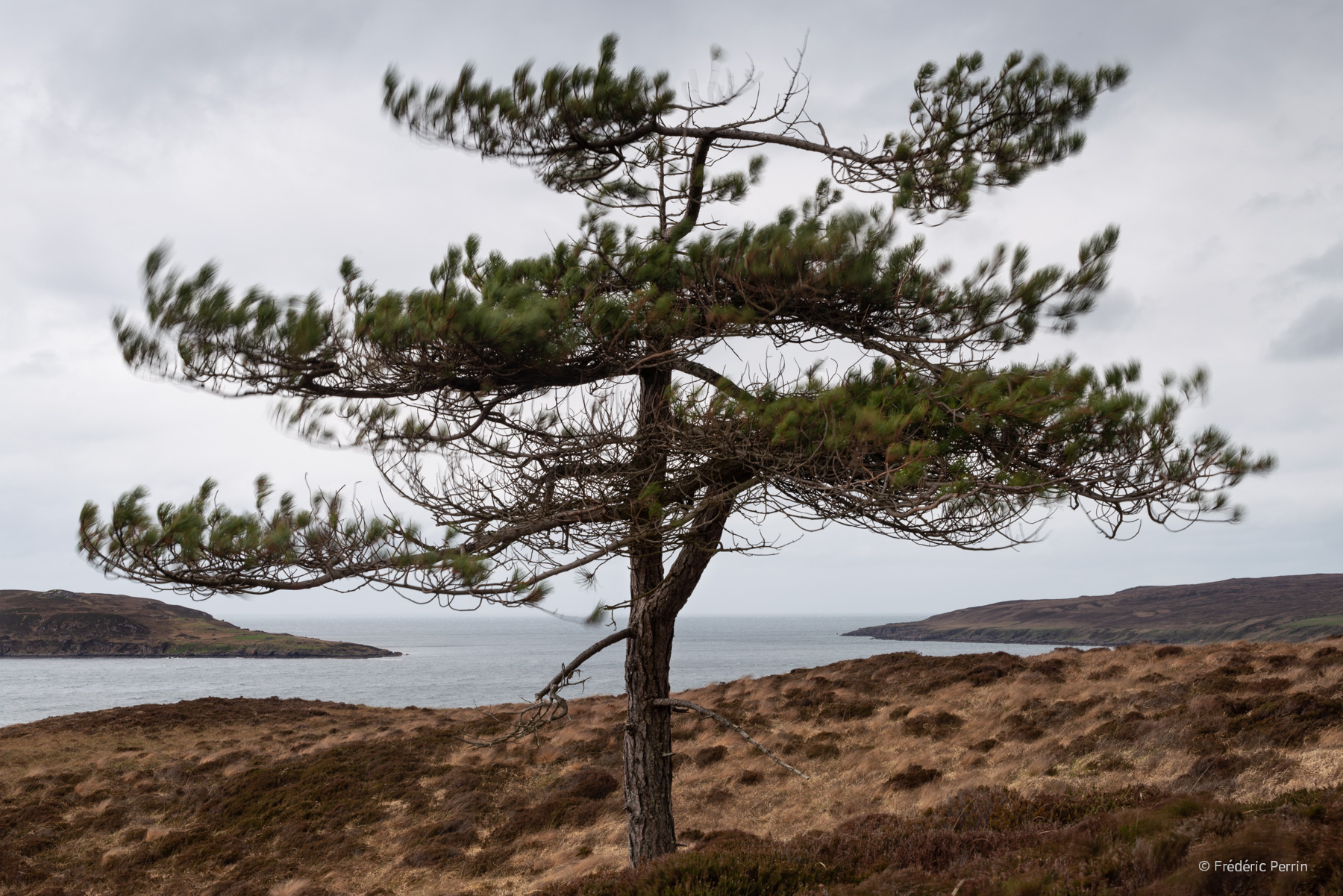 Tree, Wind, Moor