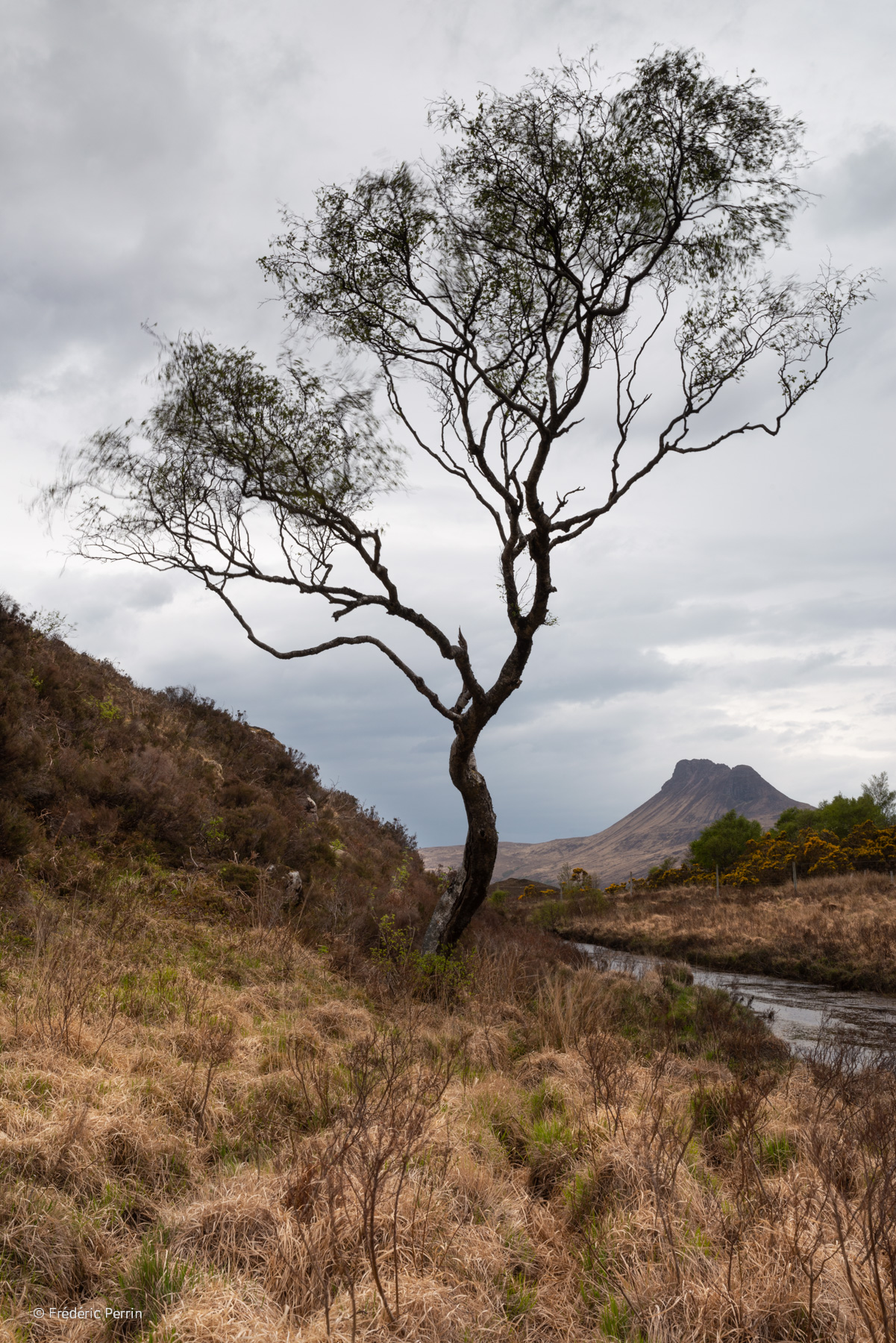 The Tree and the Mountain