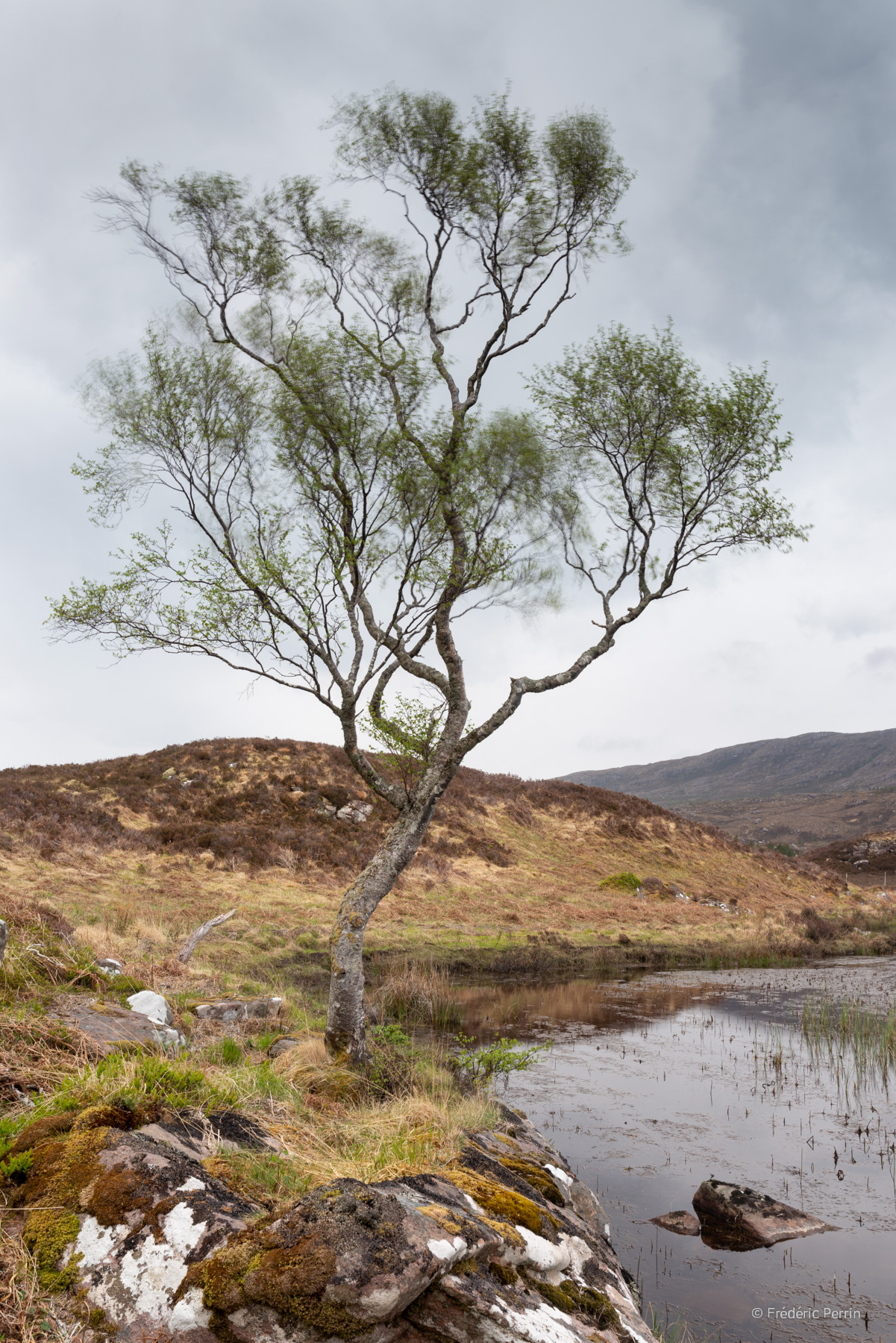 The Wind in the Tree