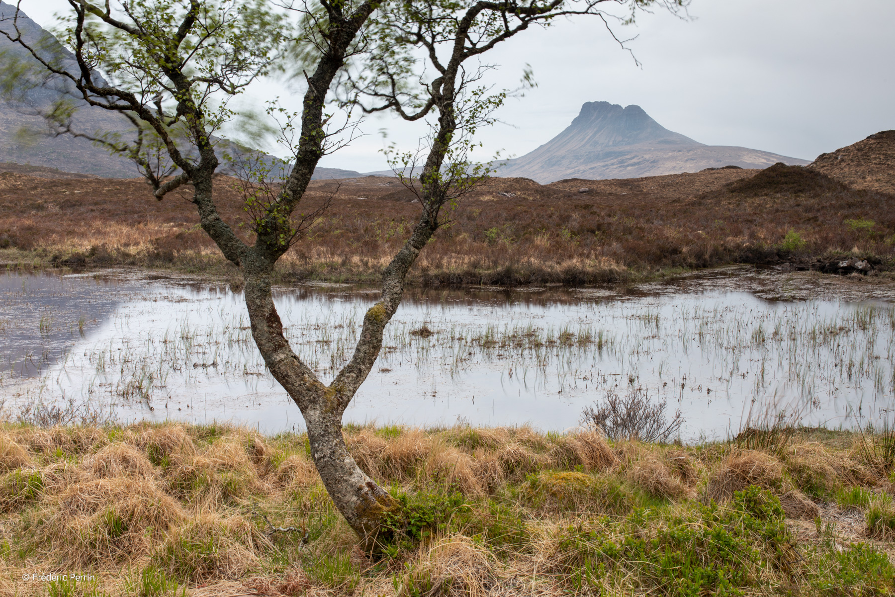 The Tree, the Swamp and the Mountain