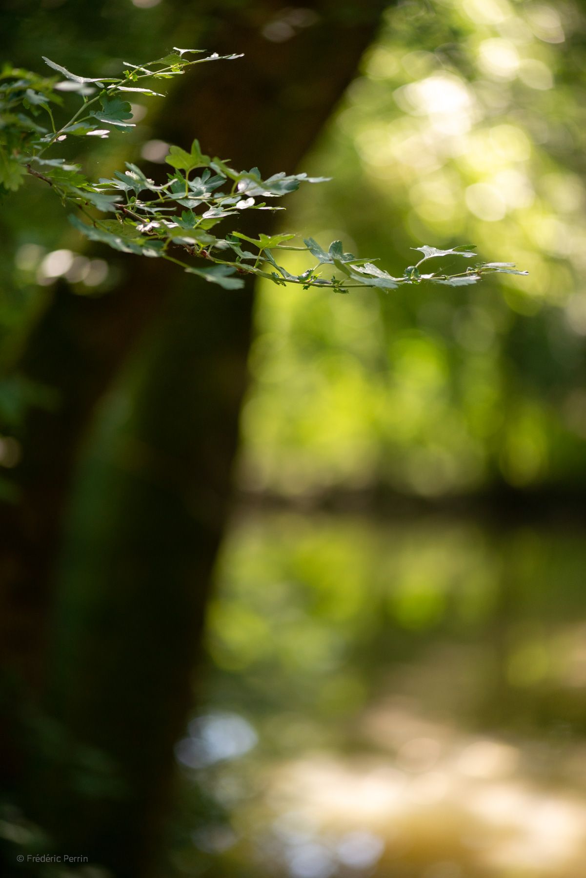 Portrait d’une branche