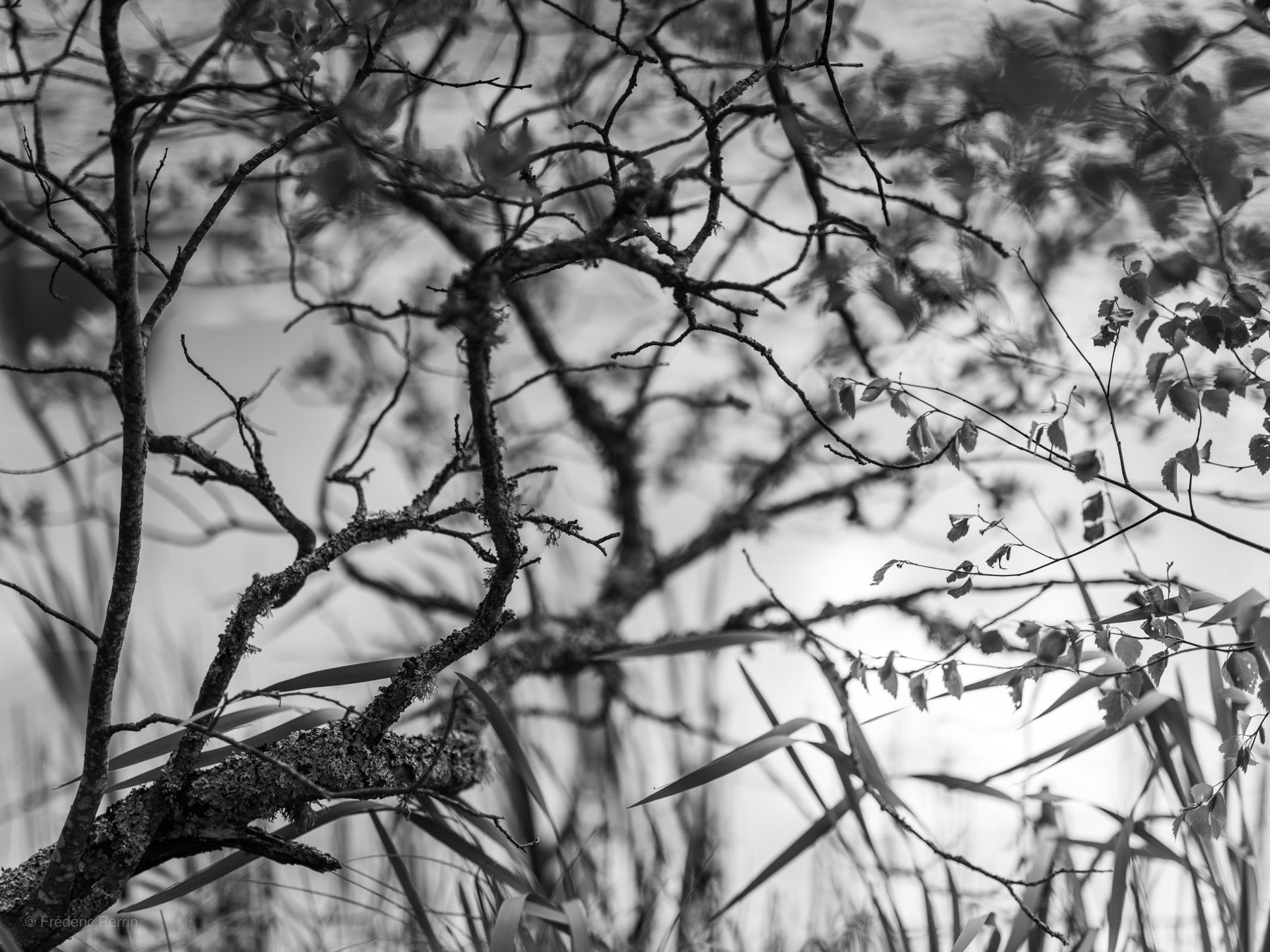 À travers les branches