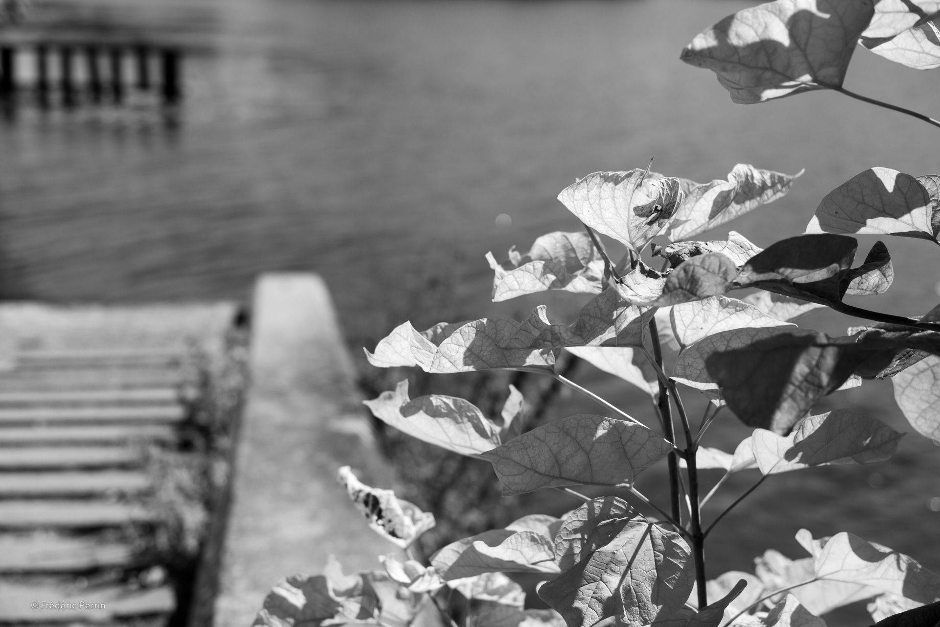 L’été au bord de la Marne II