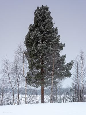 Portrait d’arbre enneigé I