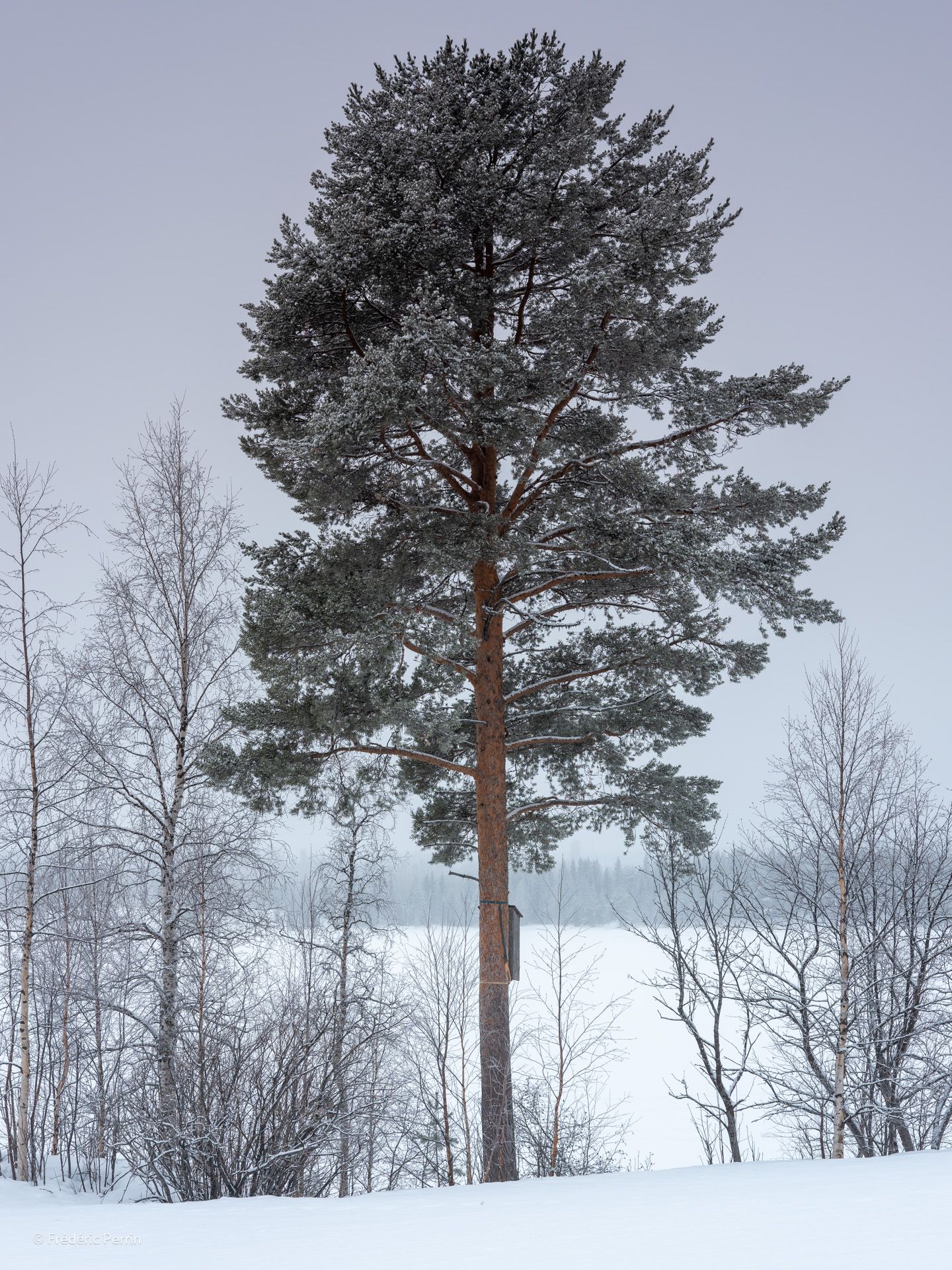 Portrait d’arbre enneigé III